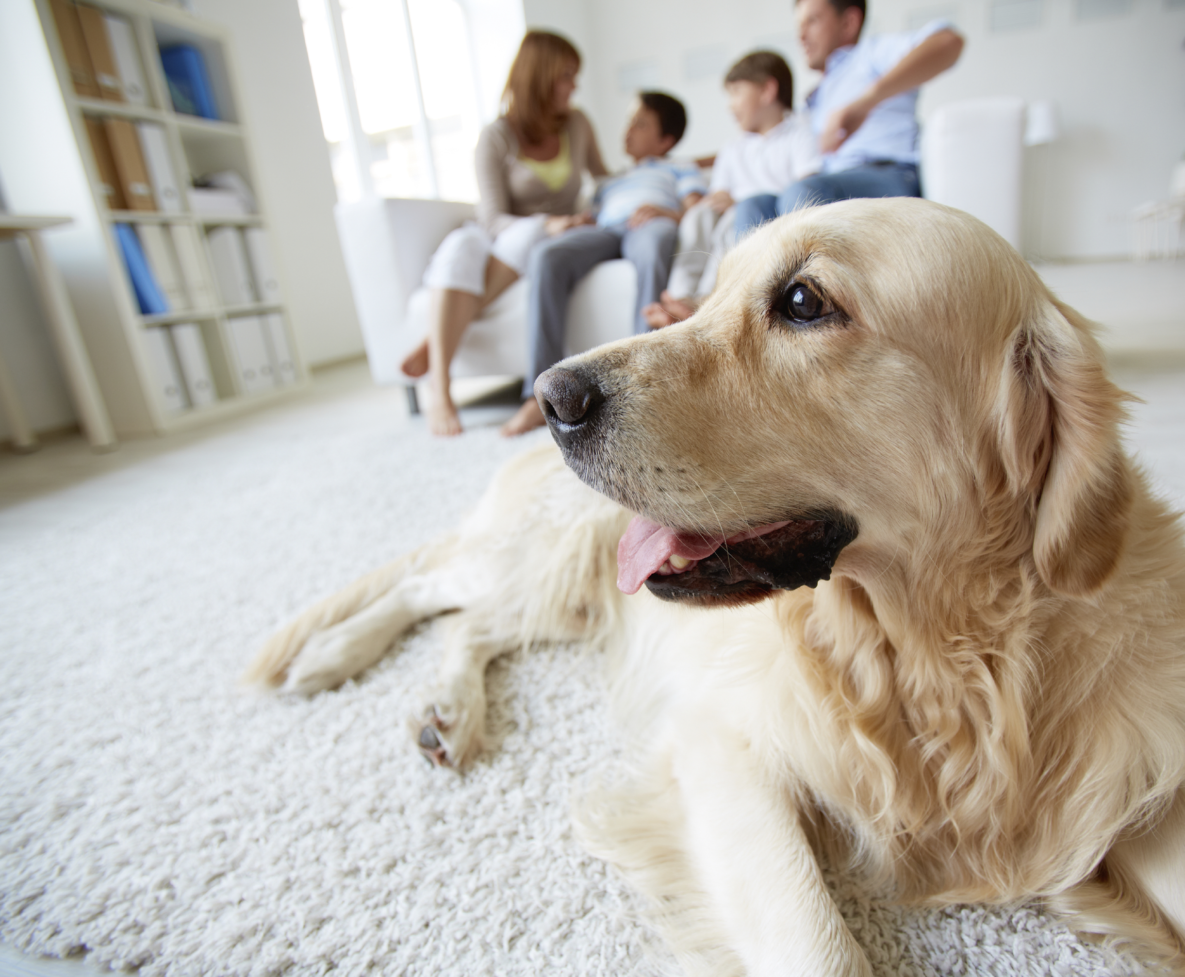 ¿Qué ventajas tiene la atención veterinaria a domicilio?