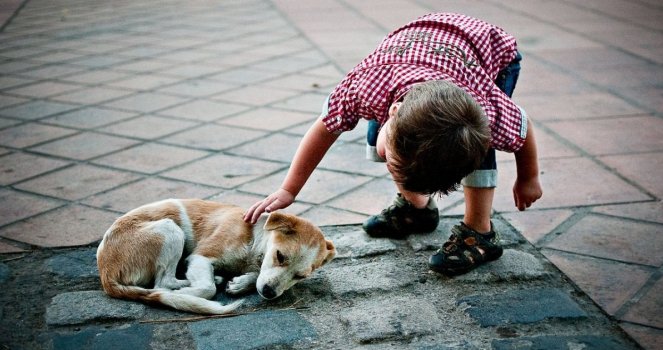 Animales callejeros, responsabilidad de todos