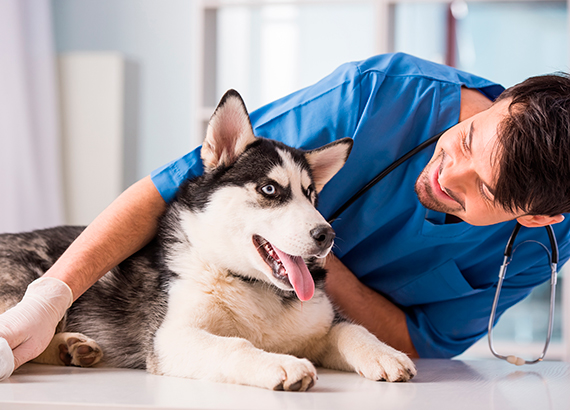 Asistencia médica para mascotas